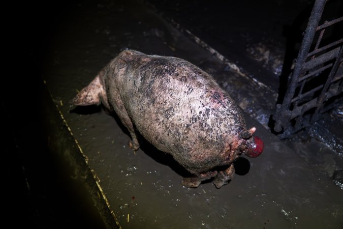 Dublin Piggery 2025