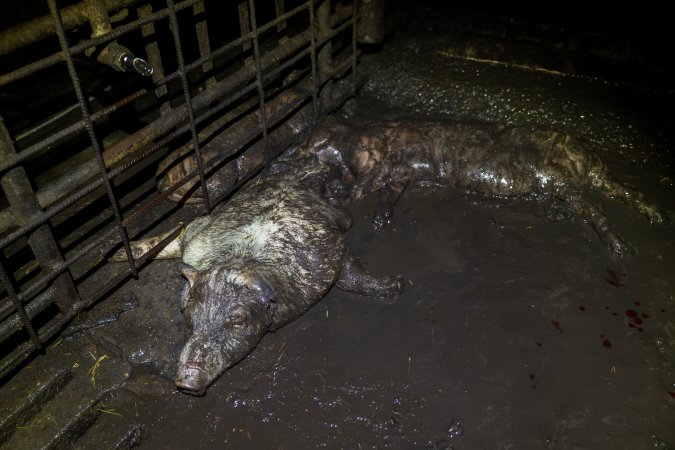 Dublin Piggery 2025
