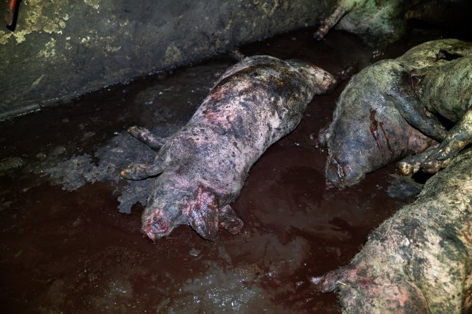 Dublin Piggery 2025