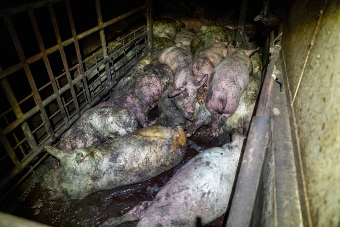 Dublin Piggery 2025