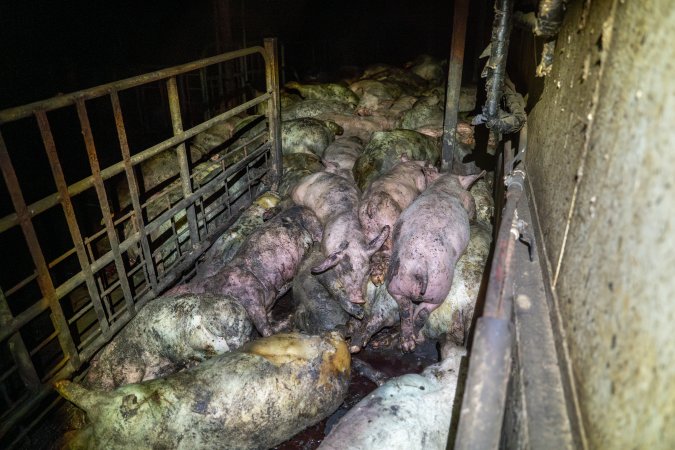 Dublin Piggery 2025
