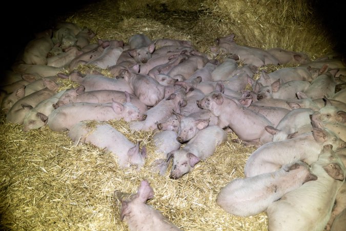 Dublin Piggery 2025