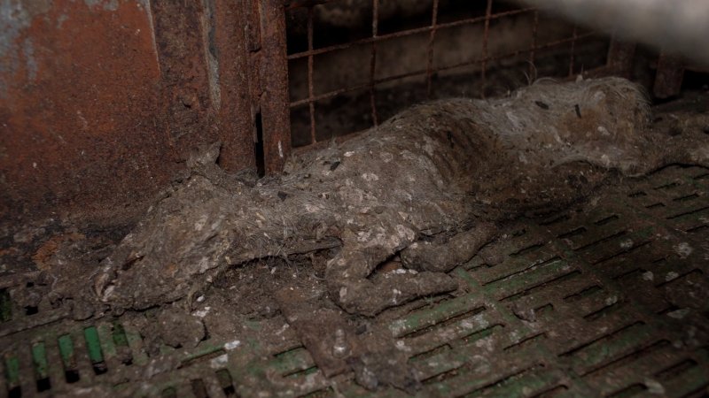 Dublin Piggery 2025