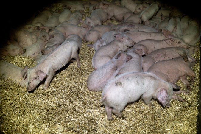 Dublin Piggery 2025