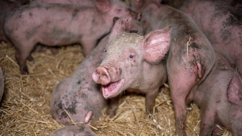 Dublin Piggery 2025