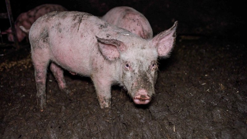 Dublin Piggery 2025