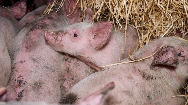 Dublin Piggery 2025