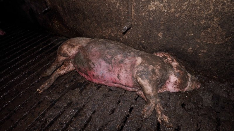 Dublin Piggery 2025