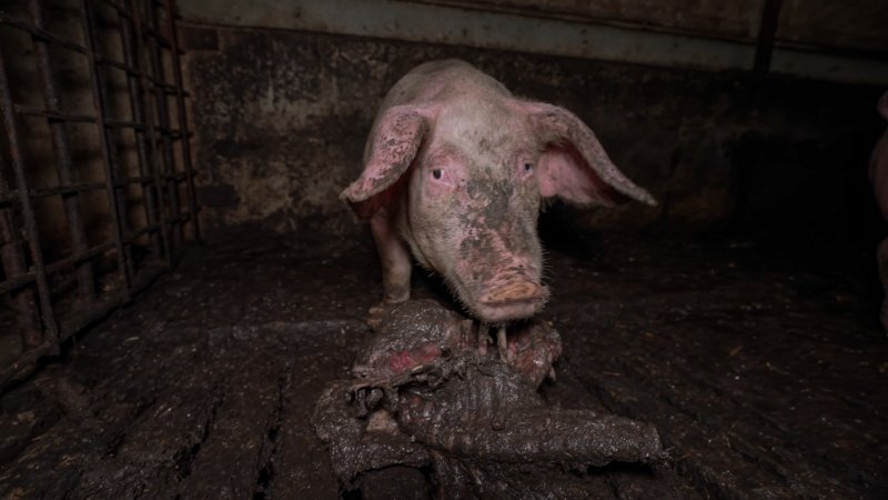 Dublin Piggery 2025