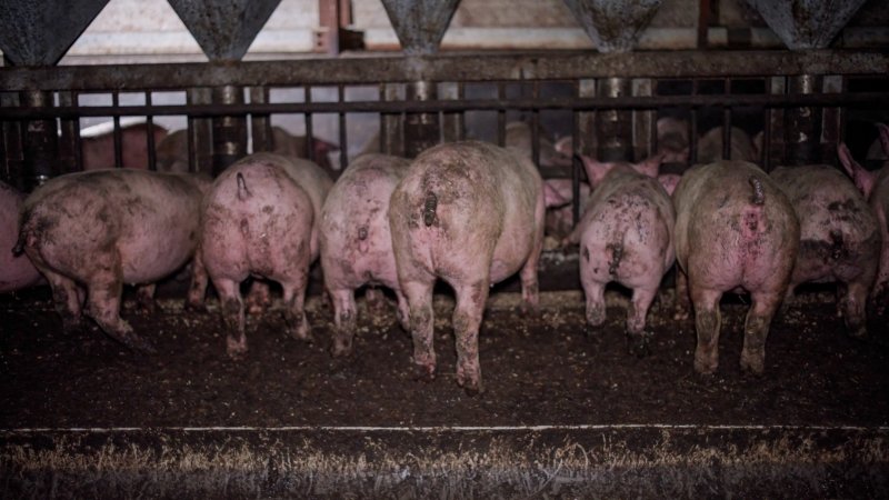 Dublin Piggery 2025