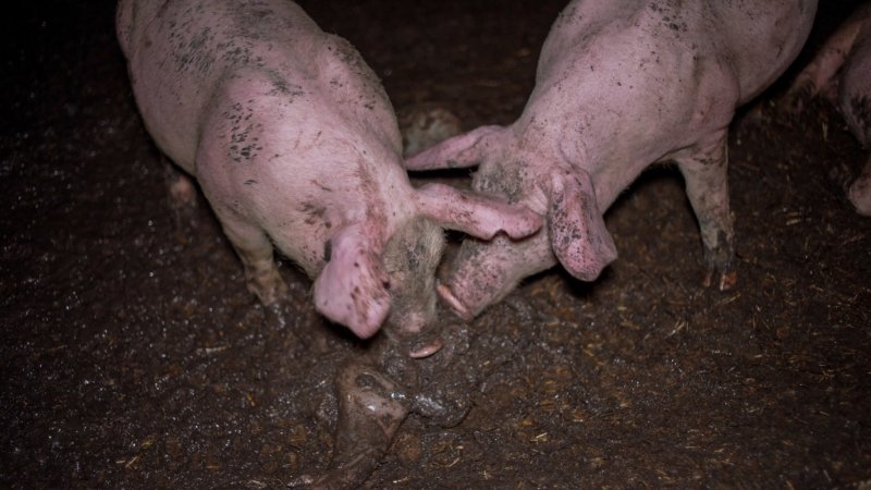 Dublin Piggery 2025