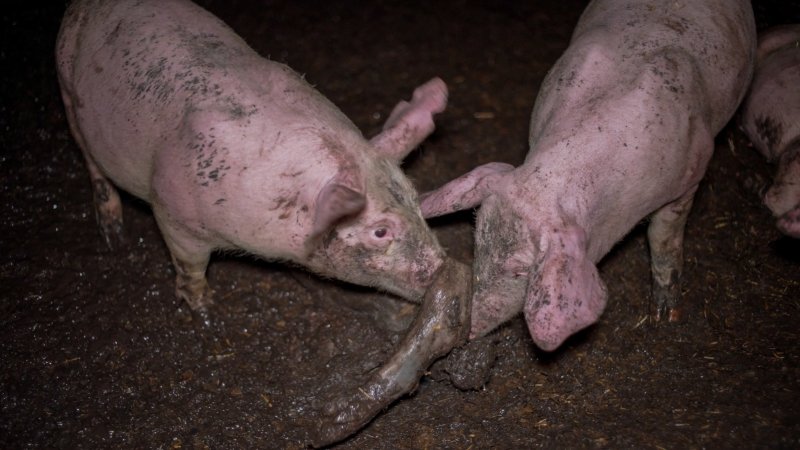 Dublin Piggery 2025