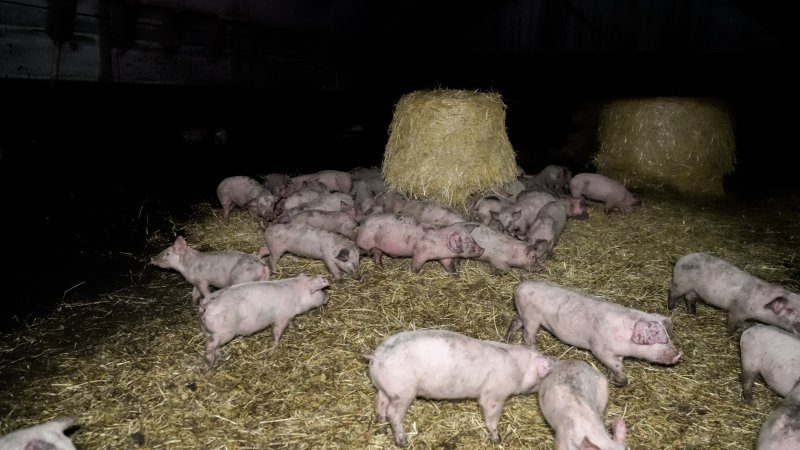 Dublin Piggery 2025