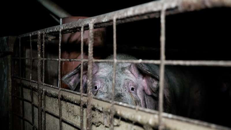Dublin Piggery 2025