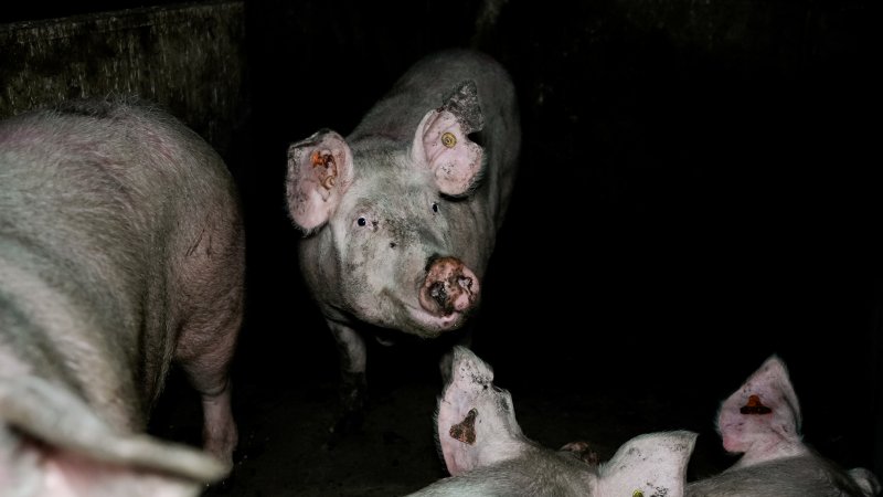 Dublin Piggery 2025