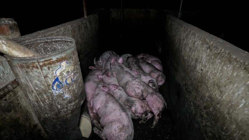 Dublin Piggery 2025