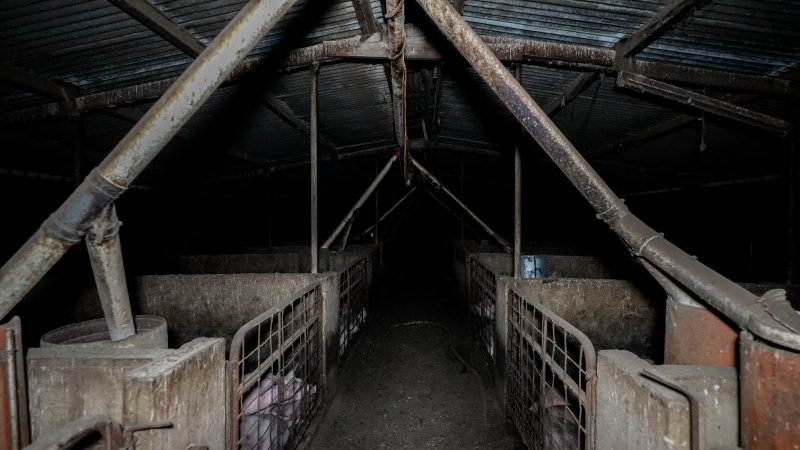 Dublin Piggery 2025