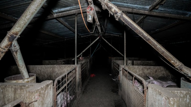 Dublin Piggery 2025