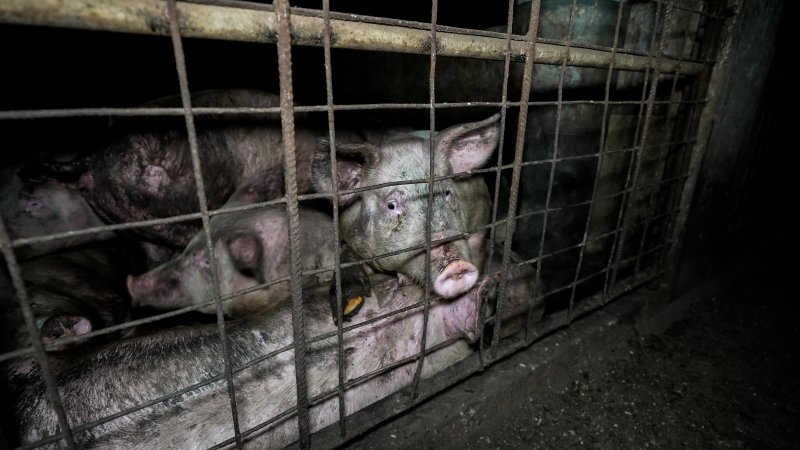 Dublin Piggery 2025