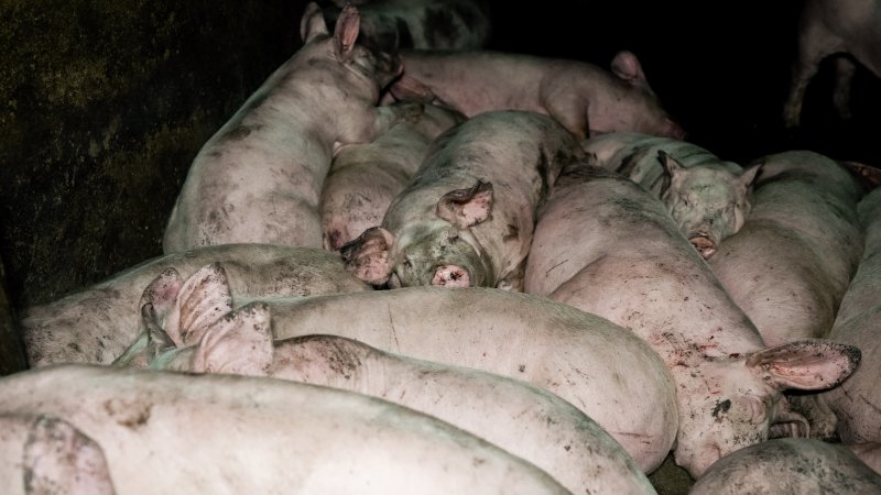 Dublin Piggery 2025