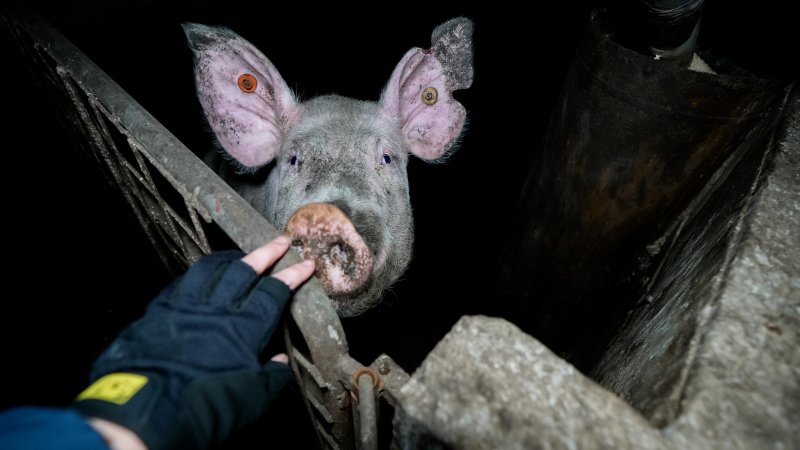 Dublin Piggery 2025