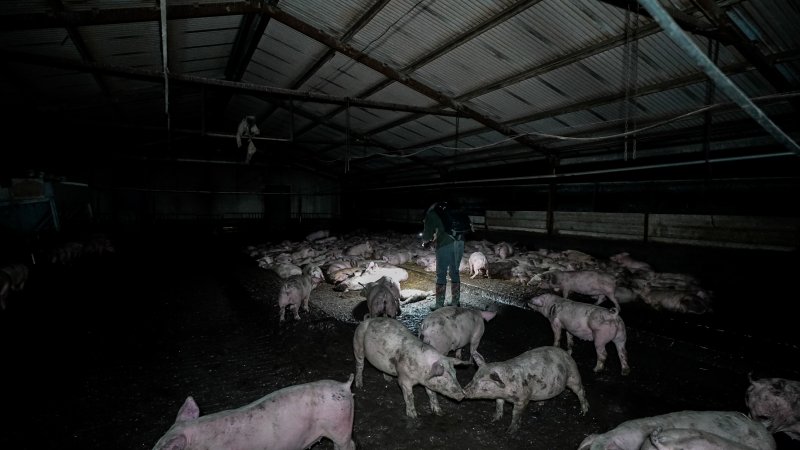 Dublin Piggery 2025