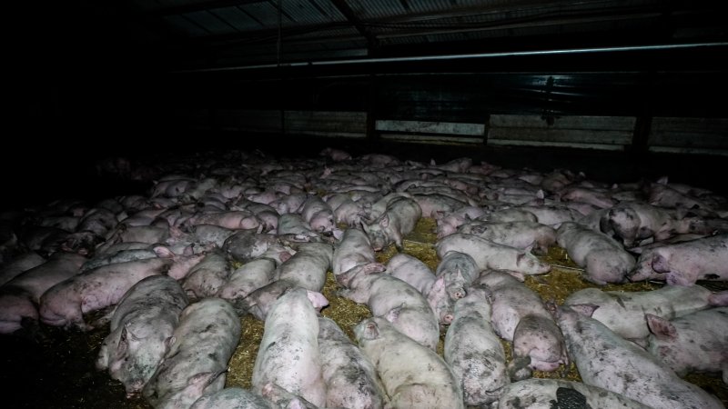 Dublin Piggery 2025