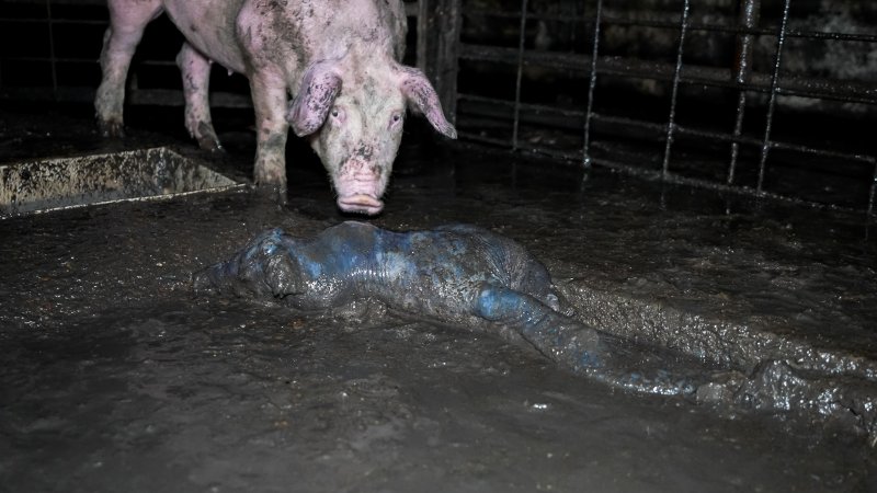 Dublin Piggery 2025