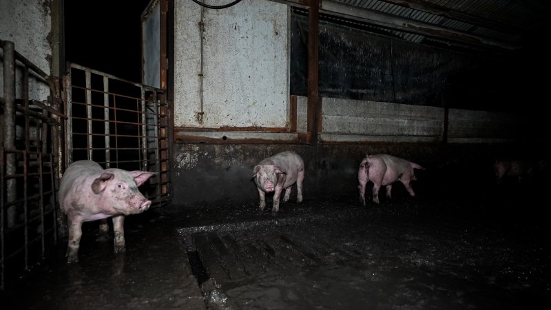 Dublin Piggery 2025