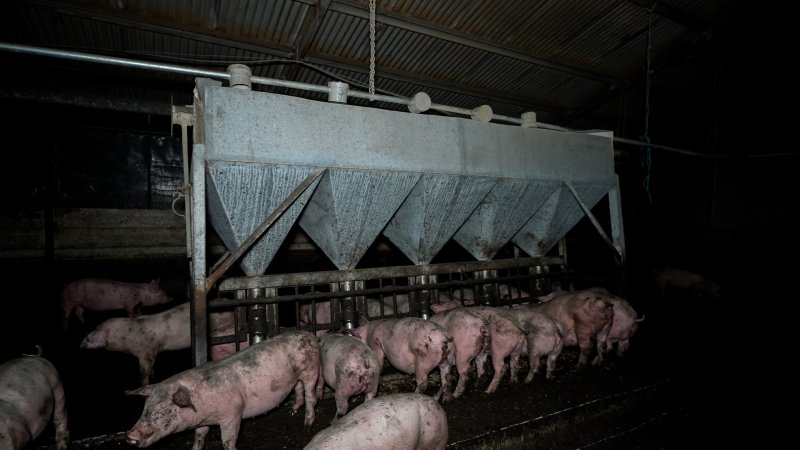Dublin Piggery 2025
