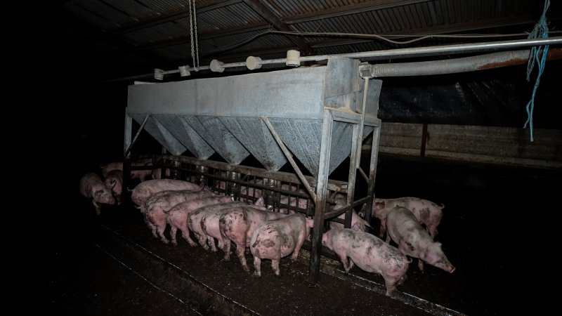 Dublin Piggery 2025