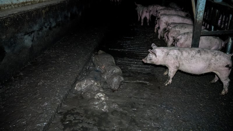 Dublin Piggery 2025