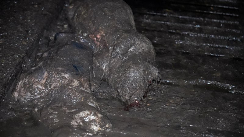 Dublin Piggery 2025