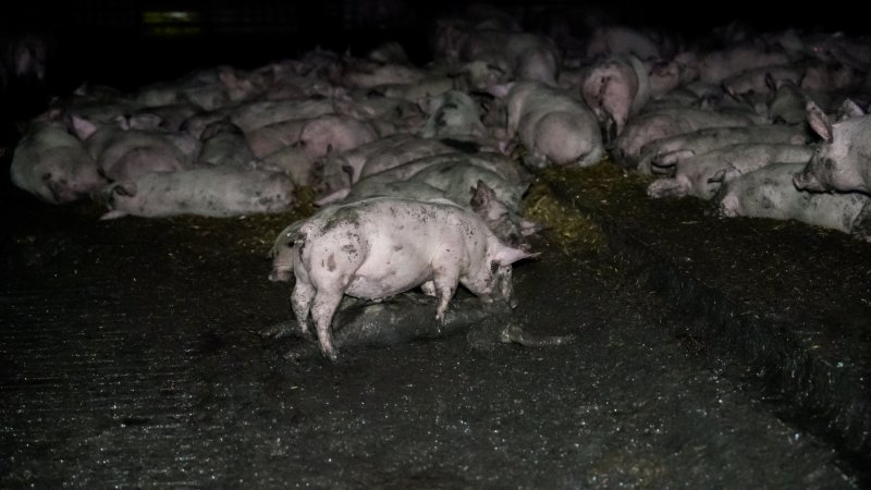 Dublin Piggery 2025