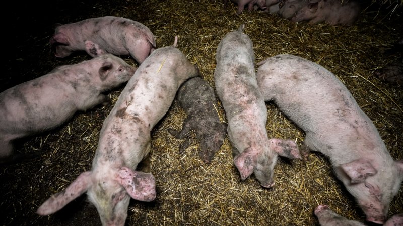 Dublin Piggery 2025