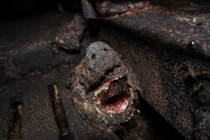 Dublin Piggery 2025