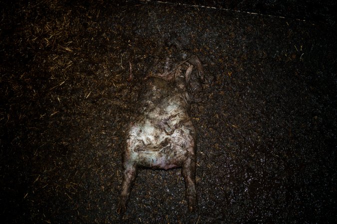 Dublin Piggery 2025