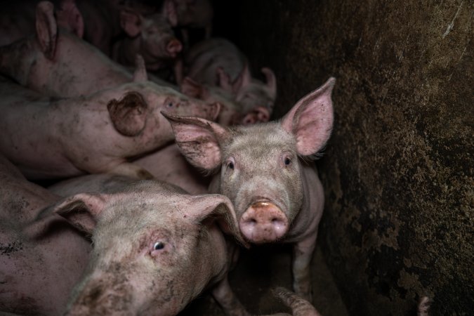 Dublin Piggery 2025