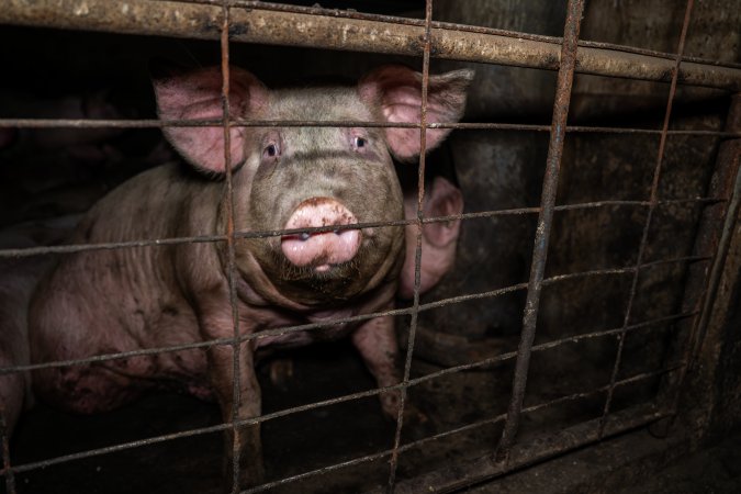 Dublin Piggery 2025