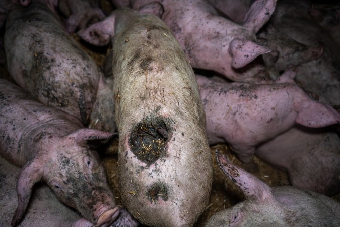 Dublin Piggery 2025