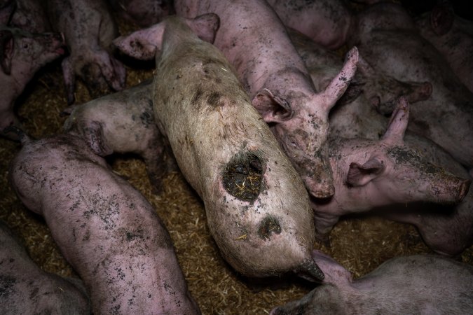 Dublin Piggery 2025
