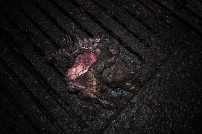 Dublin Piggery 2025