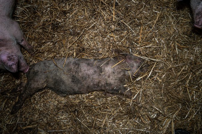 Dublin Piggery 2025