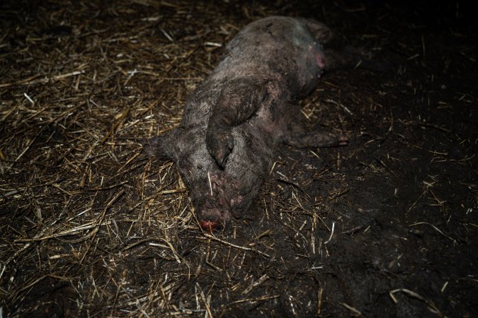 Dublin Piggery 2025