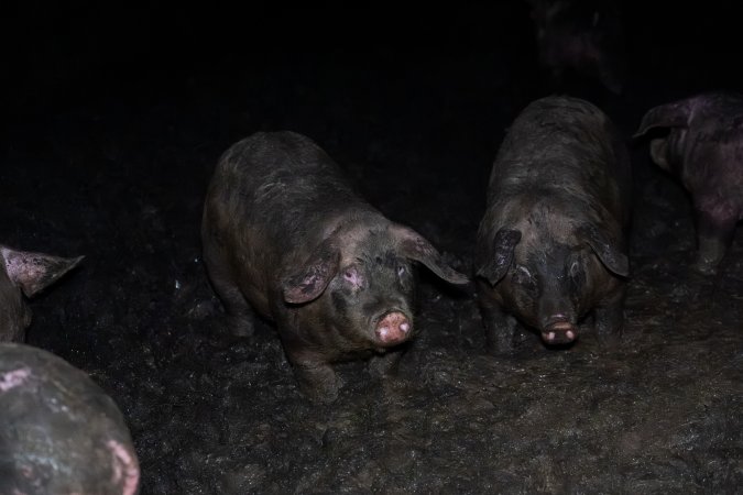 Dublin Piggery 2025