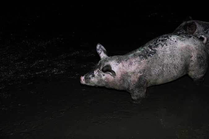 Dublin Piggery 2025