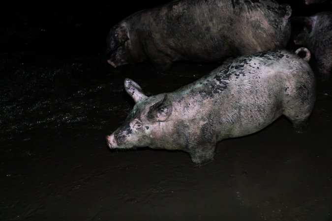 Dublin Piggery 2025