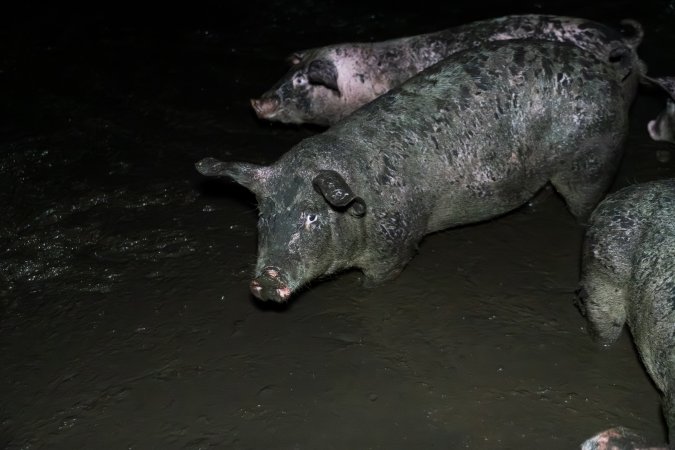 Dublin Piggery 2025