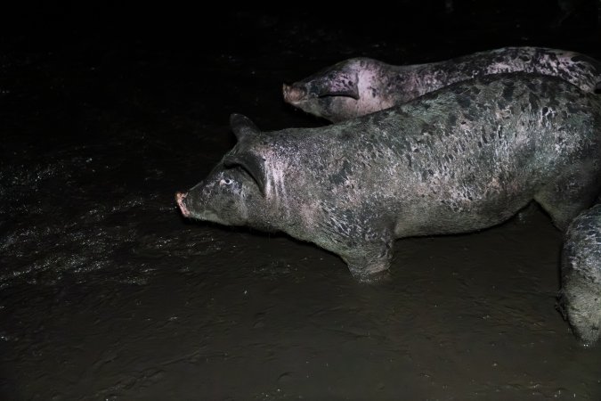 Dublin Piggery 2025