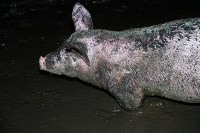 Dublin Piggery 2025